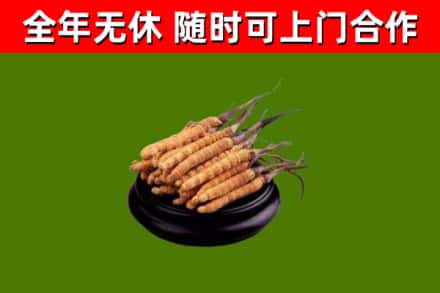 井研回收冬虫夏草
