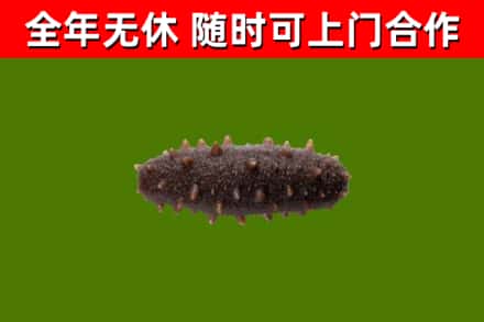 井研回收海参干